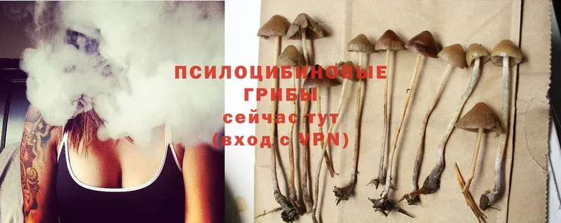 Псилоцибиновые грибы Psilocybe Бор