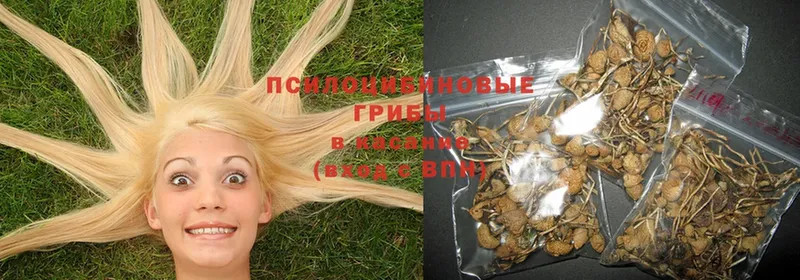 Псилоцибиновые грибы Psilocybine cubensis  Бор 